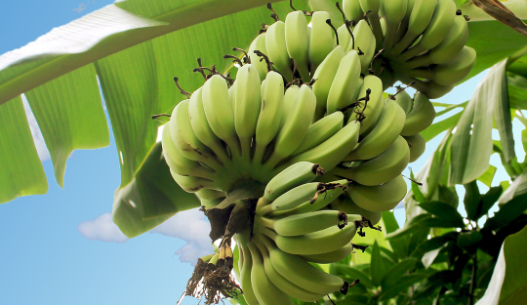 Účinky banánů v přírodní kosmetice